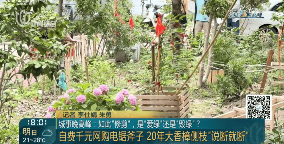 皇冠信用網在线申请
_上海一小区20年香樟说砍就砍皇冠信用網在线申请
！八旬老爷叔：拿我怎么样？