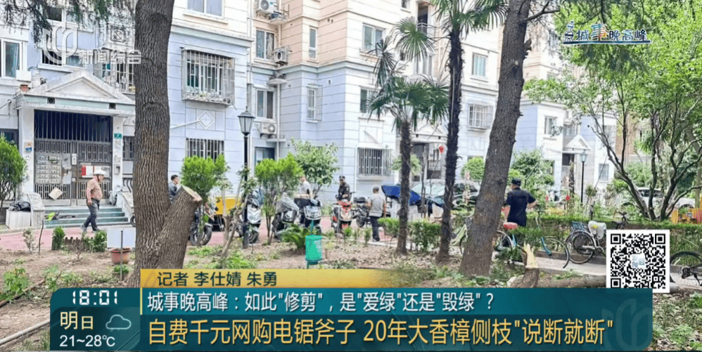 皇冠信用網在线申请
_上海一小区20年香樟说砍就砍皇冠信用網在线申请
！八旬老爷叔：拿我怎么样？