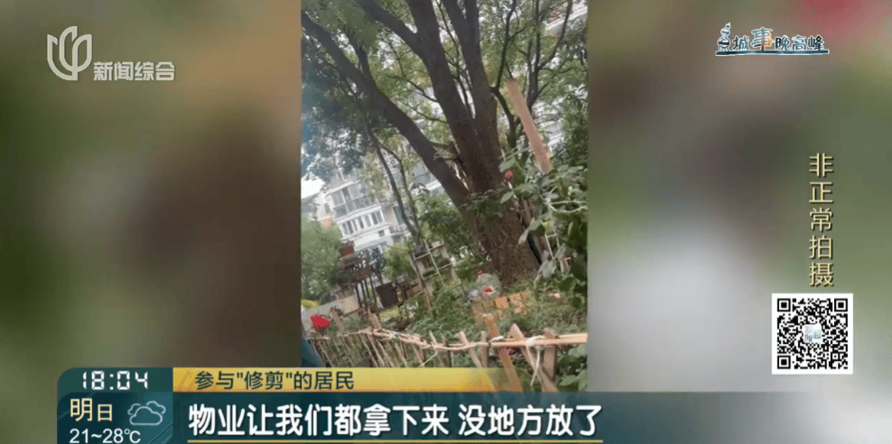 皇冠信用網在线申请
_上海一小区20年香樟说砍就砍皇冠信用網在线申请
！八旬老爷叔：拿我怎么样？