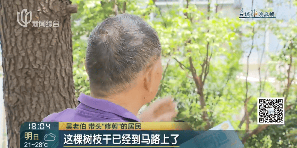 皇冠信用網在线申请
_上海一小区20年香樟说砍就砍皇冠信用網在线申请
！八旬老爷叔：拿我怎么样？